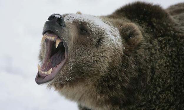 Чего боятся медведи советы охотников?