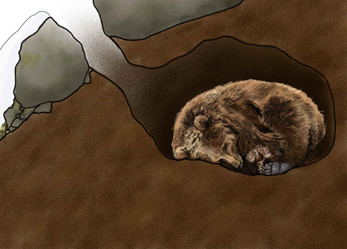 медведь в спячке