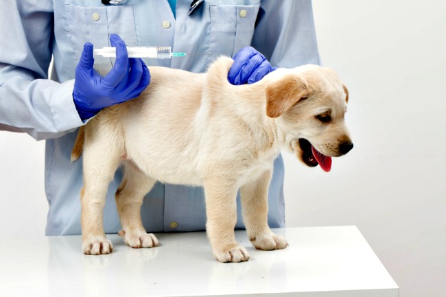 как щенку ставят прививку