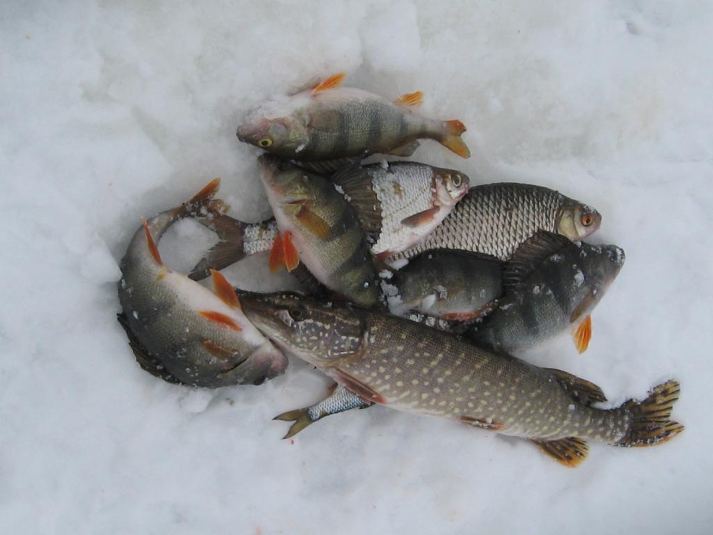 Улов на зимней рыбалке.