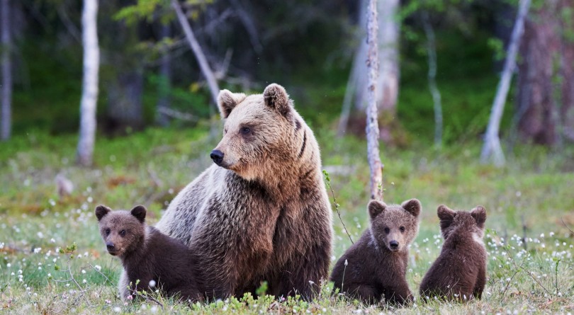 Опасайтесь медведицы с малышами