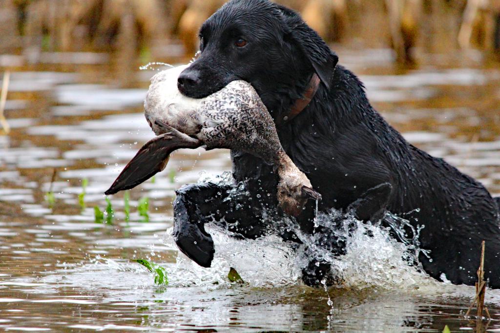 собака для охоты на водоплавающих птиц