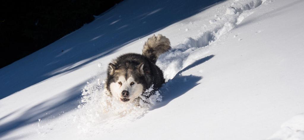 Хаски бежит по снегу