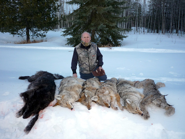 Успешная охота на волков