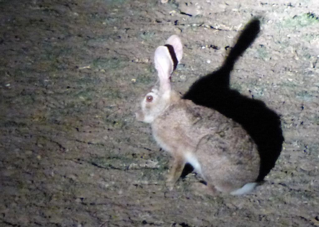 Кролик ночью под фонарем.
