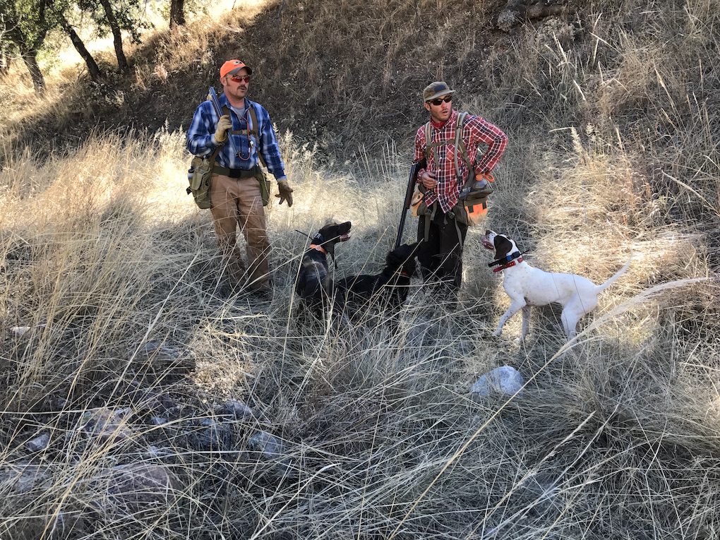 Охота с собаками в Аризоне