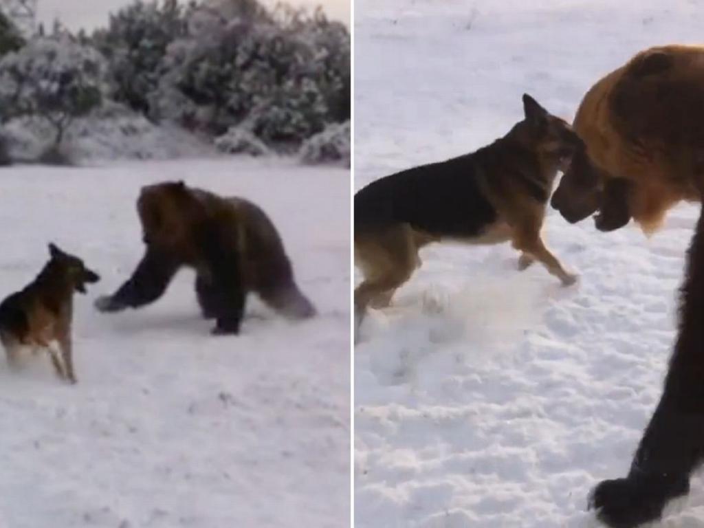 собака против медведя