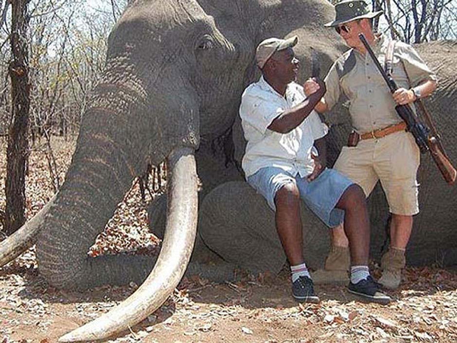 охота на слонов