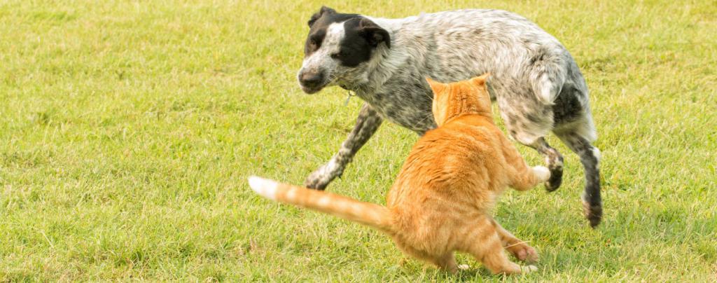Собака преследует кошку