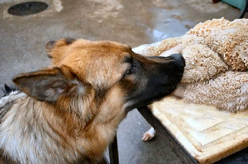 Собаки любят запах рубца