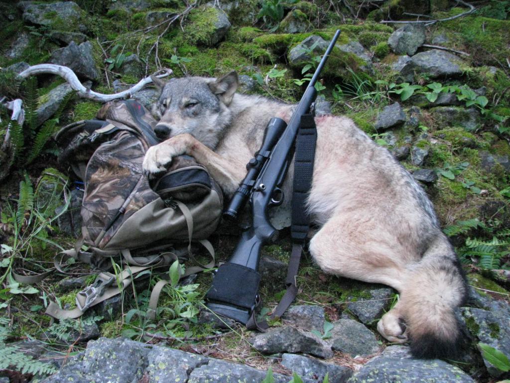 лицензия охоты на волка