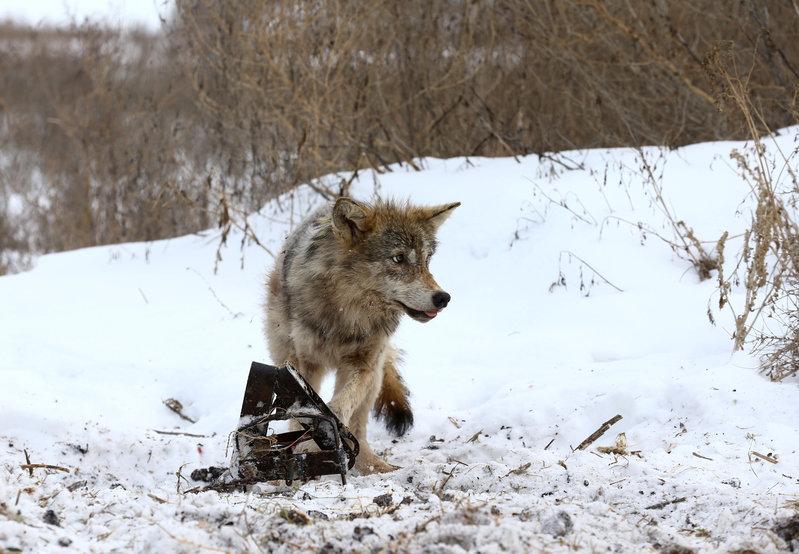 Охота на волка с капканом