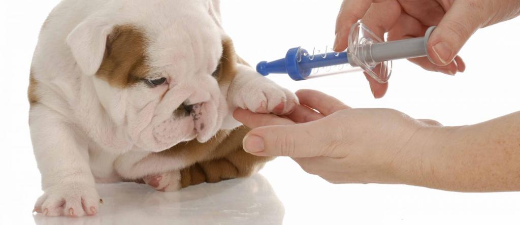 первые прививки щенку