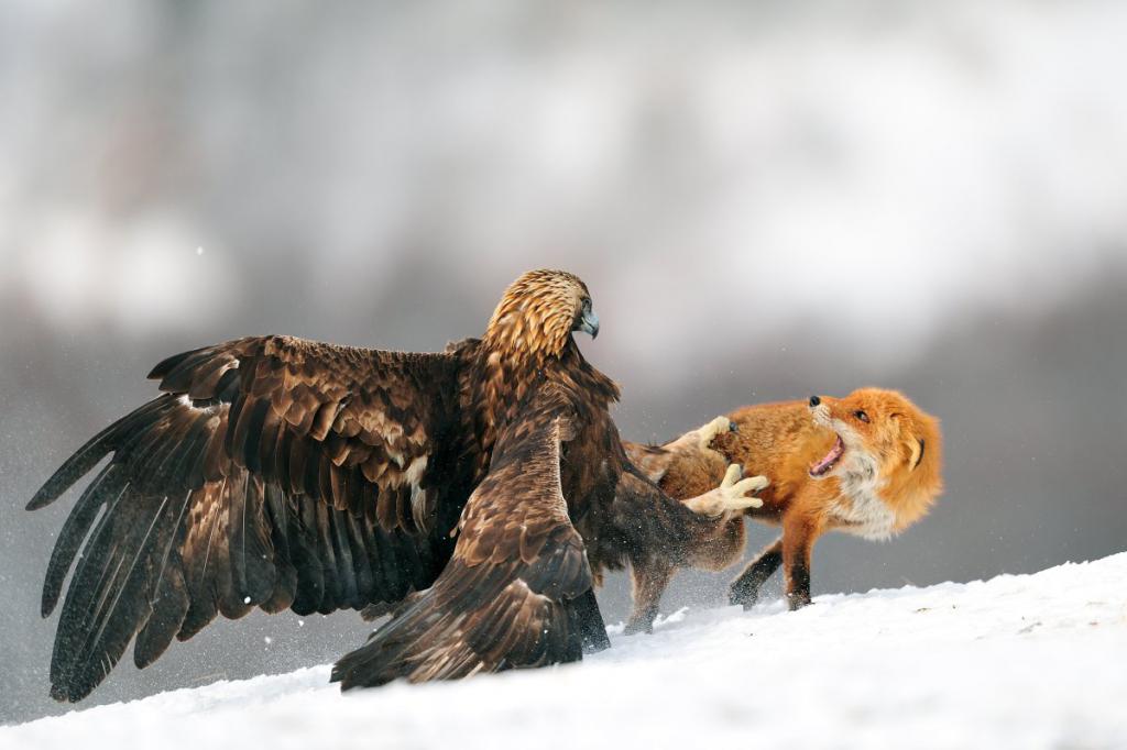 Орел, охотящийся на лис