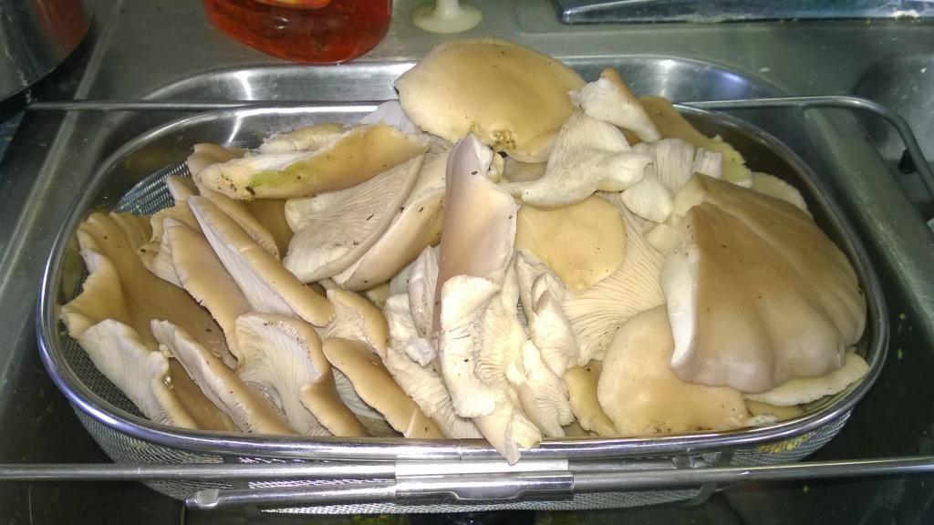Как сохранить грибы свежими на 3 дня