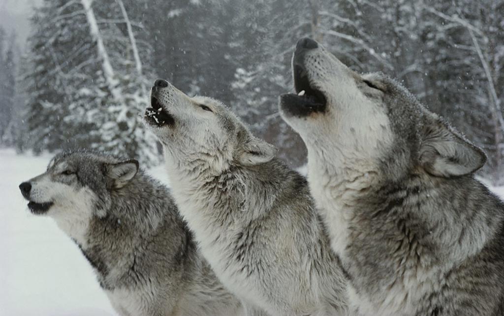 передвижение стаи волков
