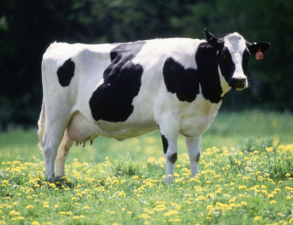 Корова дает молоко