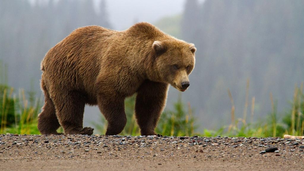 Как спастись от медведя в лесу