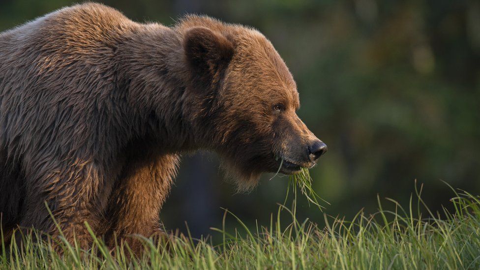 Как защититься от медведя в лесу