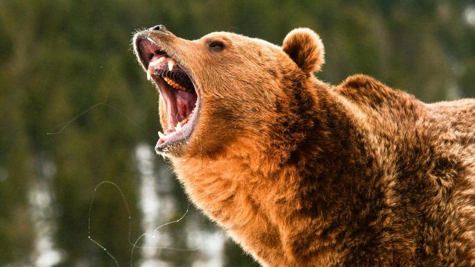 Чем можно отпугнуть медведя в лесу