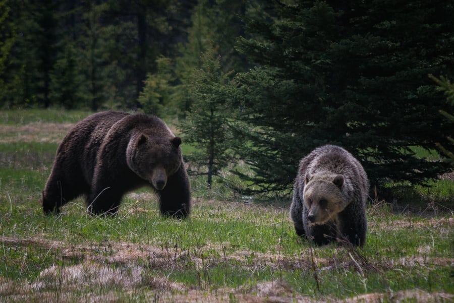 Медведи гуляют по лесу