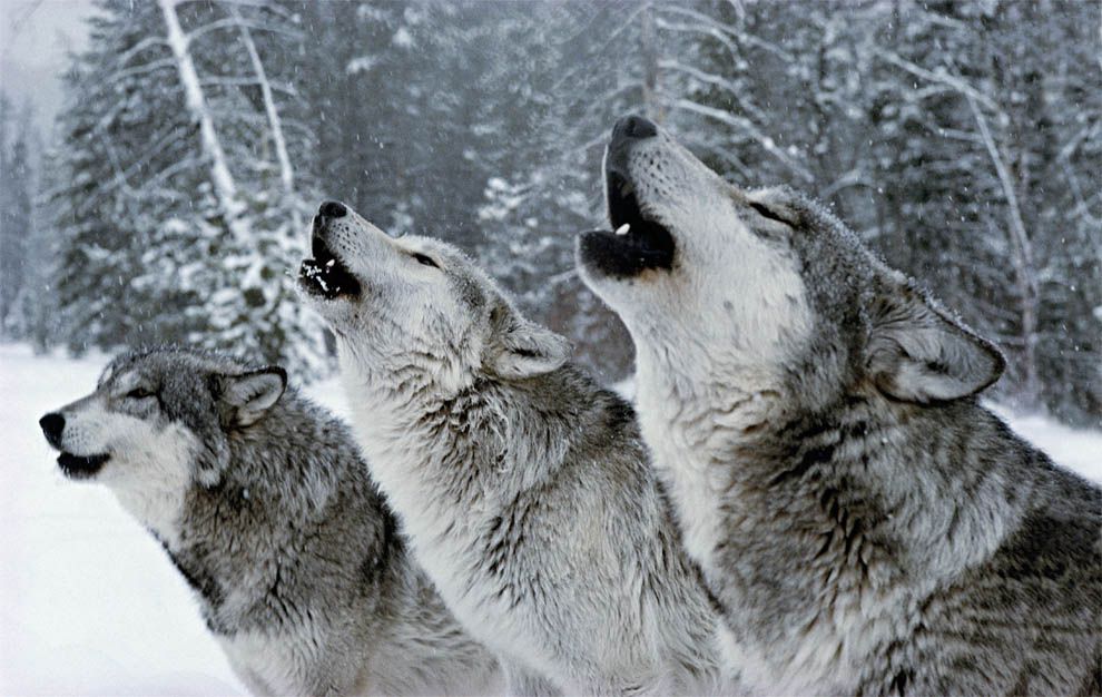 Стая волков в зимний период