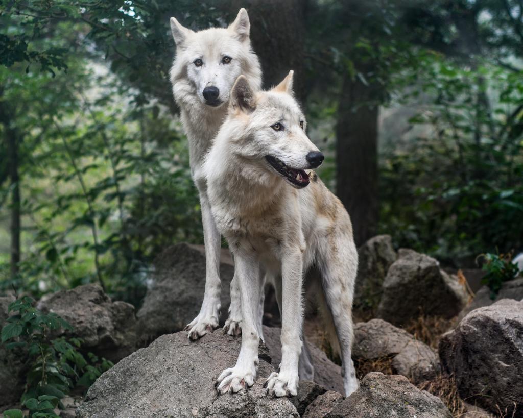 два волка