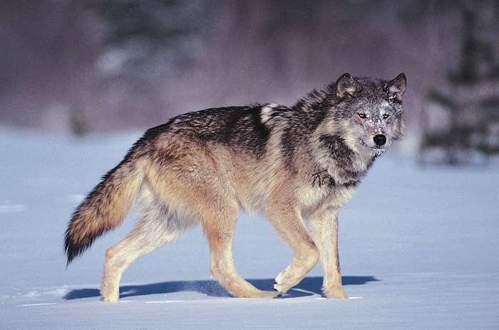 внешний вид волка