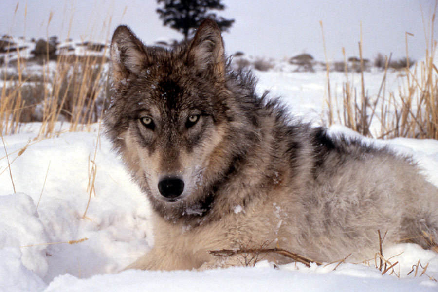аляскинский волк
