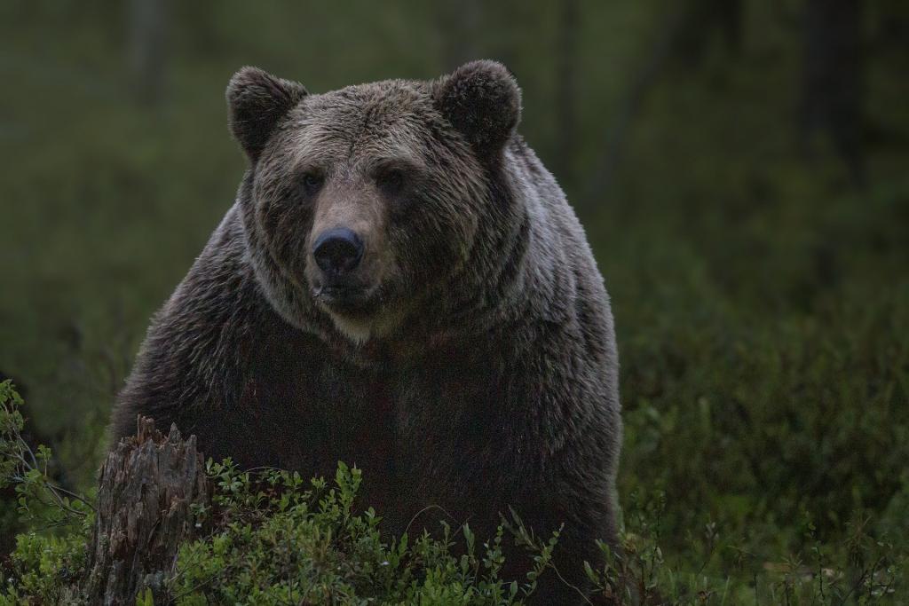 медведь в лесу