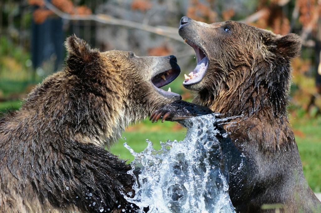 два медведя играют