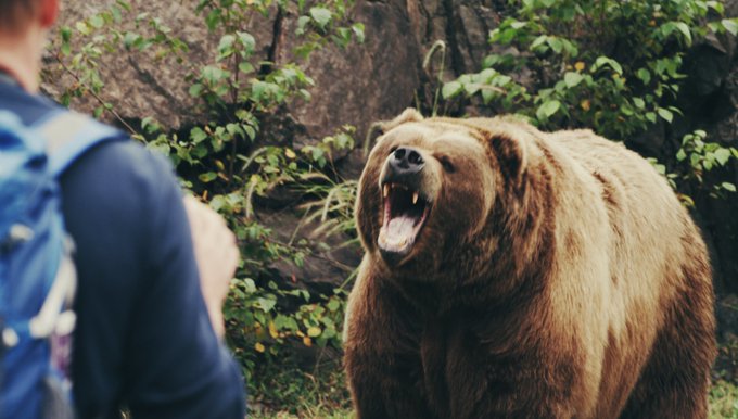 встреча с медведем