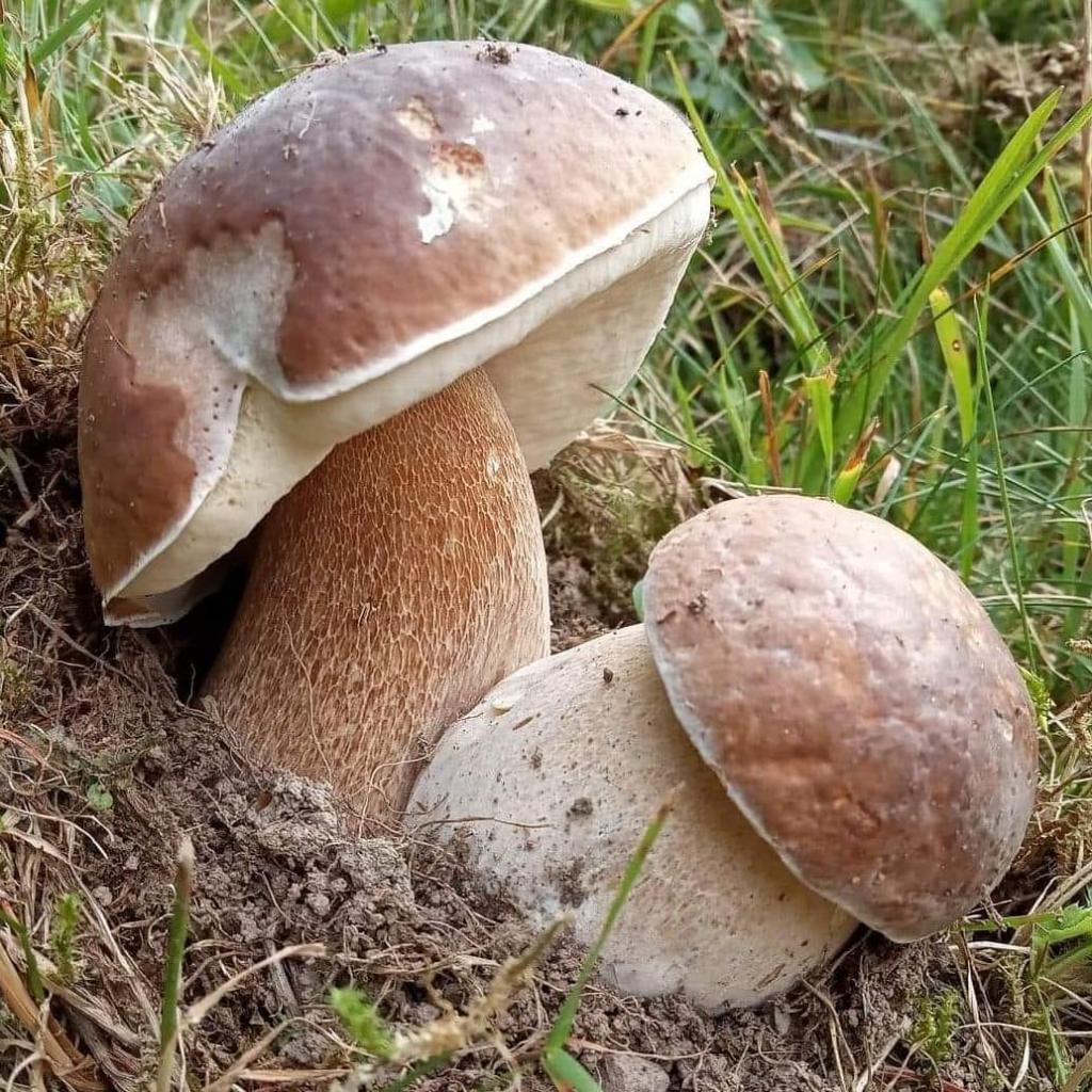 Два белых гриба
