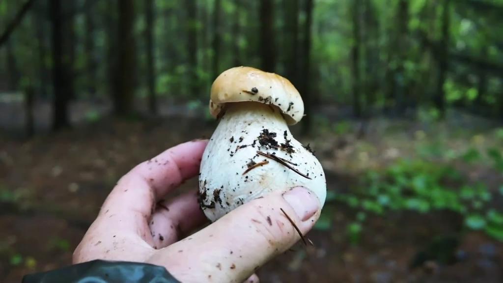 Найденный гриб в лесу