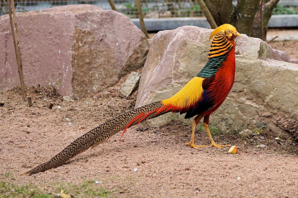 длинный хвост фазана