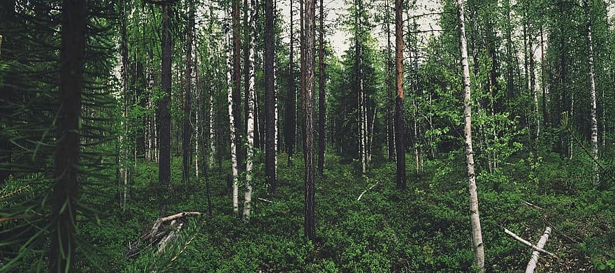 Леса в Иваново